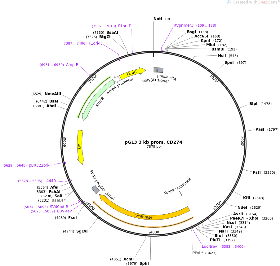 pGL3 3 kb prom. CD274质粒图谱